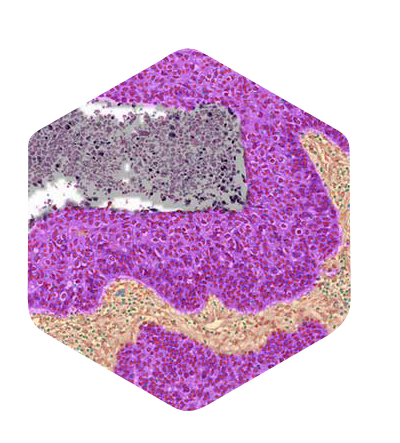 hex-aiproduct-pathexplore-400