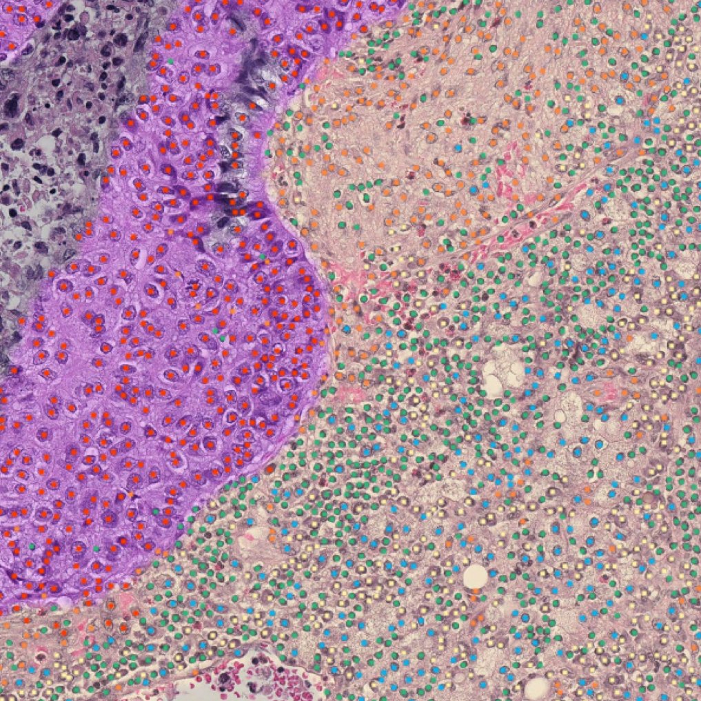pathexplore-slide6-cells